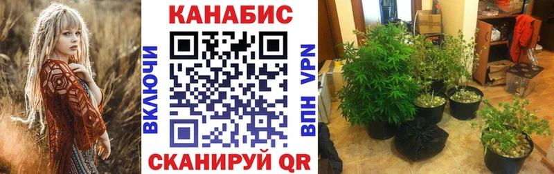 Бошки марихуана сатива  Томск 